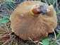 Rózsástövű fenyőtinóru (Suillus collinitus), Szigetmonostor